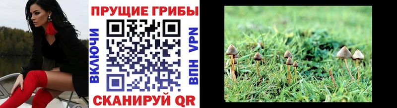 mega ONION  Чкаловск  Псилоцибиновые грибы ЛСД  купить  